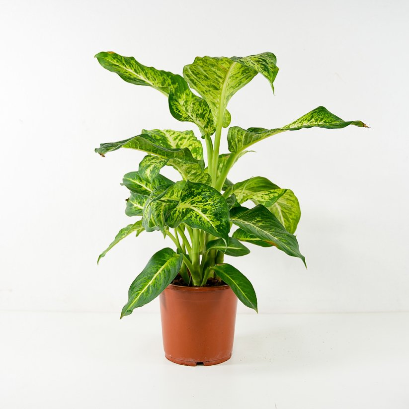 Dieffenbachia Mars