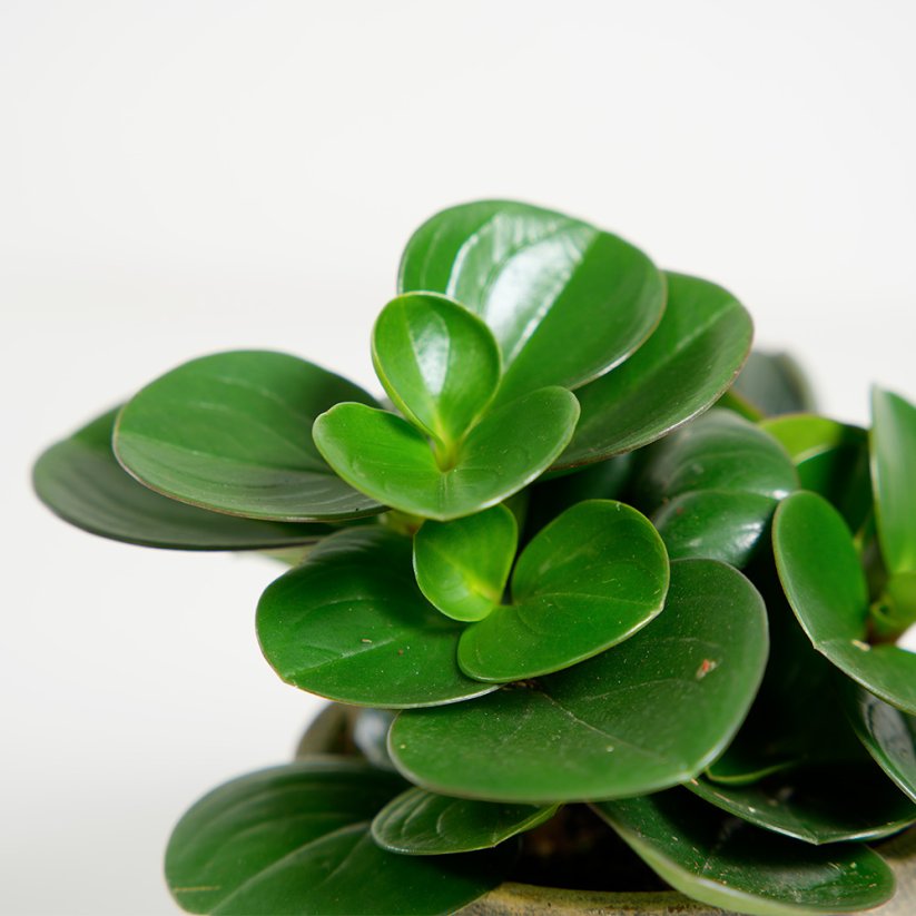 Peperomia obtusifolia