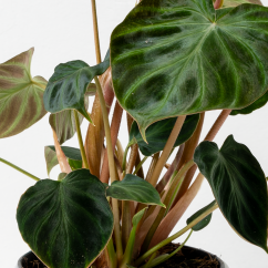 Philodendron verrucosum 'Incensi'