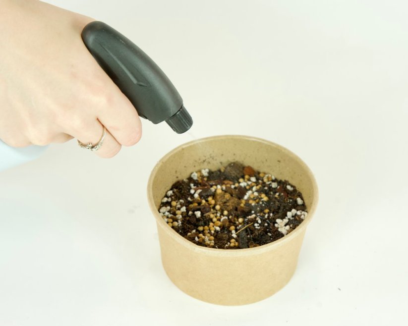 Microgreens sada - Roketa setá 4g