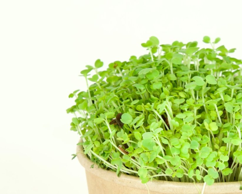 Microgreens sada - Roketa setá 4g