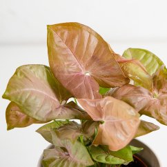 Syngonium Neon Robusta "Pink"