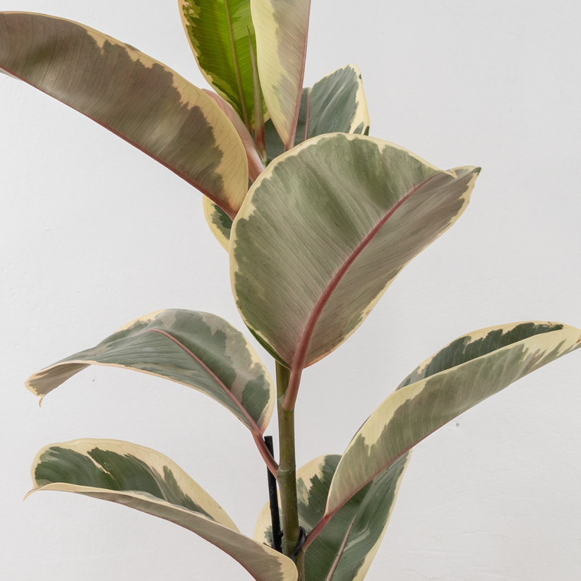 Ficus elastica "Tineke“ - Ø 17 cm