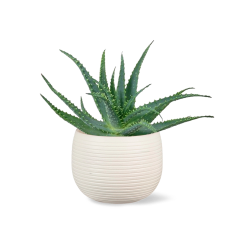 Aloe arborescens - Ø 12 cm