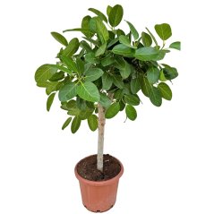 Ficus benghalensis 'Audrey' na stonku Ø44cm