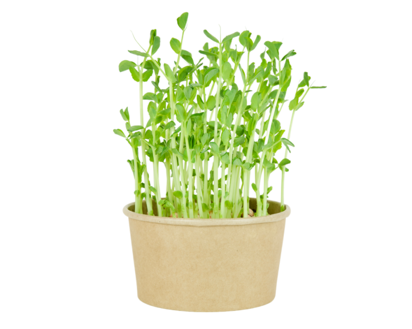 Microgreens sada - Hrách setý 15g