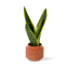 Sansevieria Laurentii Ø9cm