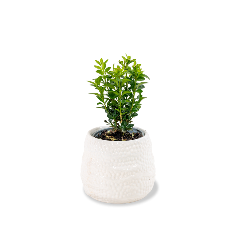 Buxus sempervirens Ø9cm