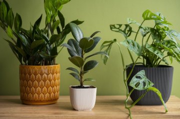 10 pokojovek, co přežijí víc než já