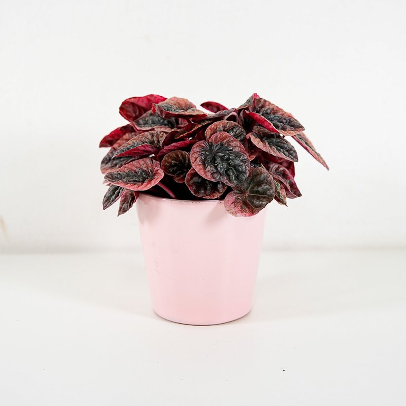 Peperomia caperata 'Abricos' Ø12cm