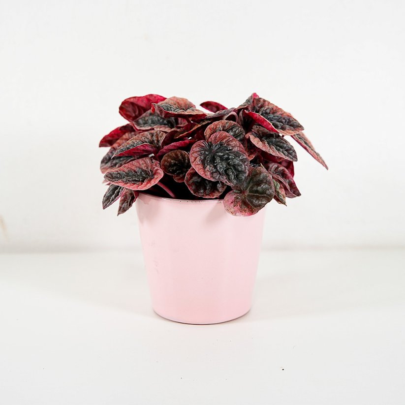 Peperomia caperata "Abricos"