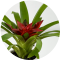 Guzmania