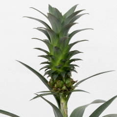 Ananas comosus