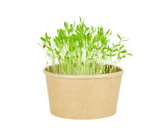 Microgreens sada - Koriandr setý 2g