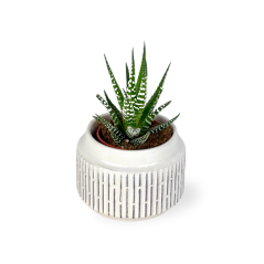 Haworthia fasciata 'Big Band' Ø5,5cm