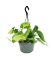 Philodendron scandens 'Brasil' v závěsném květináči Ø15cm