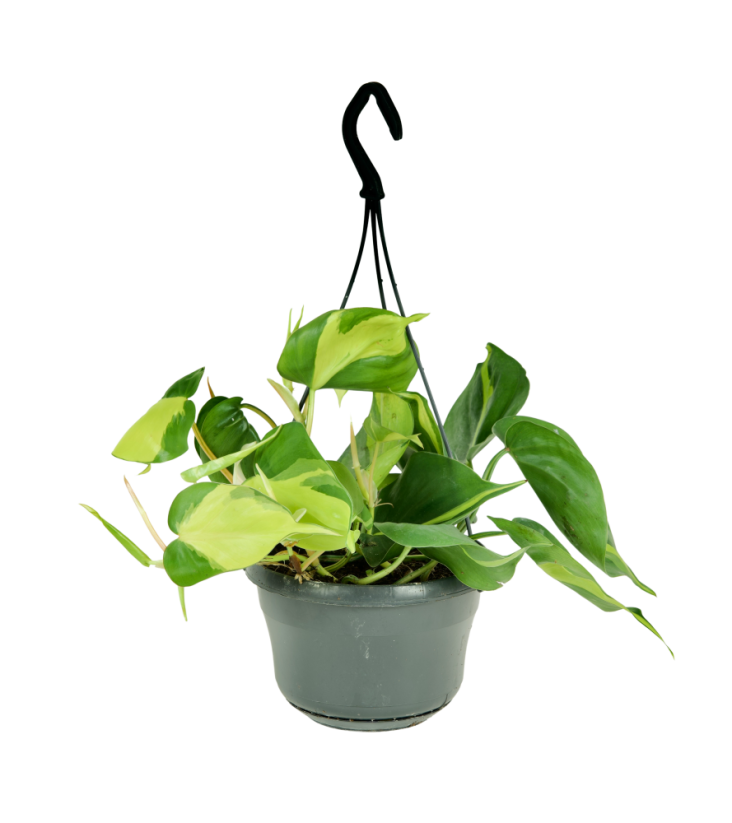 Philodendron scandens 'Brasil' v závěsném květináči Ø15cm