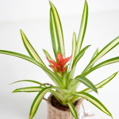 Guzmania Lingulata Variegata