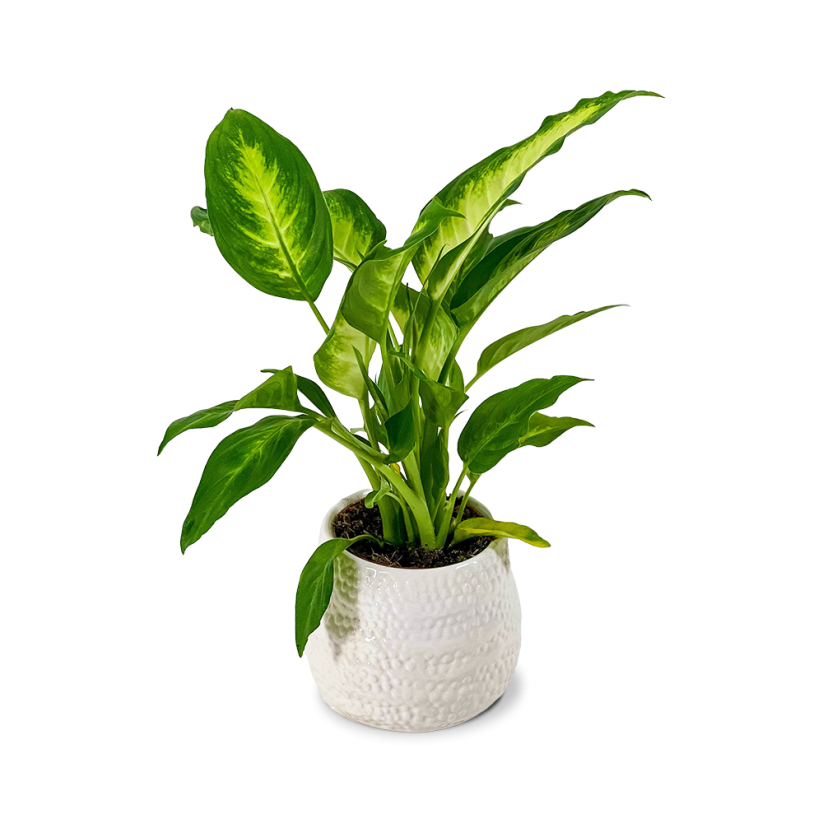 Dieffenbachia 'Camilla' Ø12cm