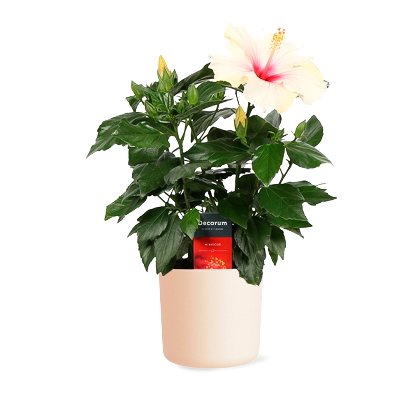 Hibiscus 'Sunny St Tropez' Ø13cm