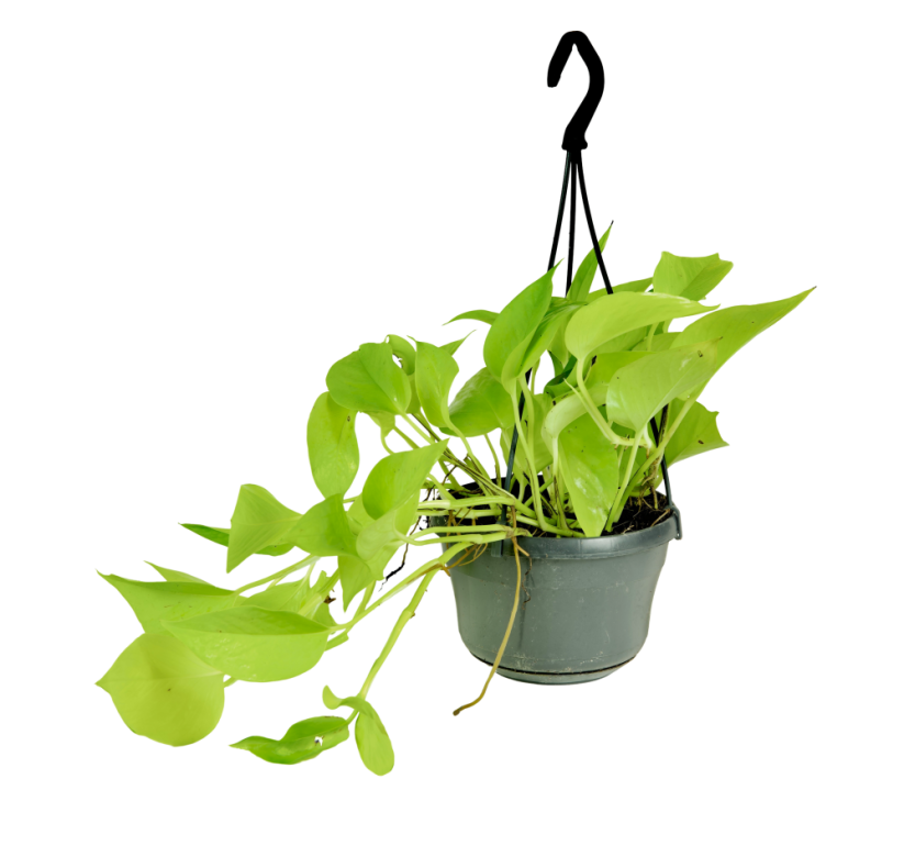 Epipremnum 'Neon' v závěsném květináči Ø15cm