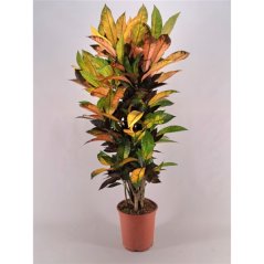 Codiaeum variegatum 'Mrs Iceton' Ø26cm