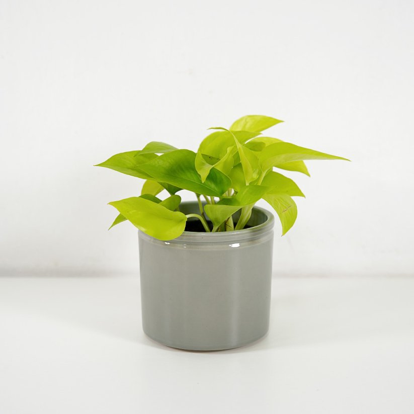 Epipremnum Neon