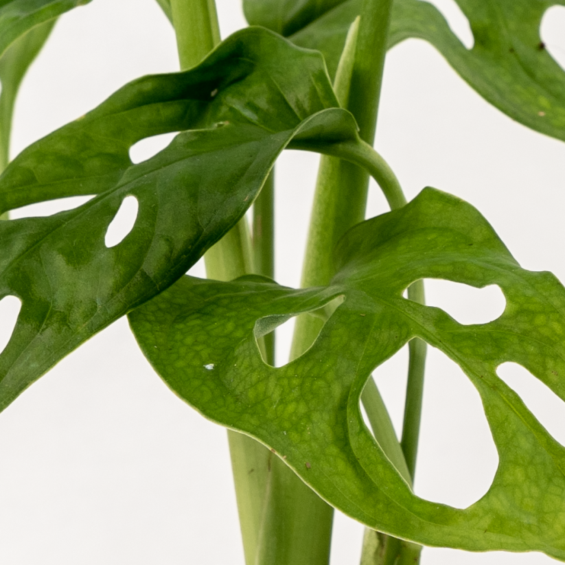 Monstera Adansonii - Ø 7 cm