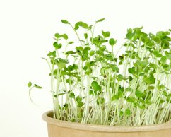 Microgreens sada - Brokolice 3g