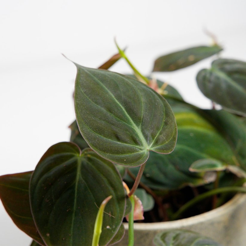 Philodendron scandens "Micans"