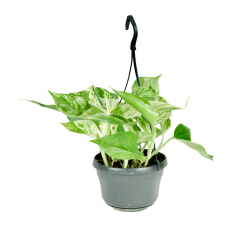 Epipremnum 'Marble queen' v závěsném květináči Ø15cm