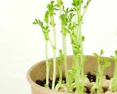 Microgreens sada - Cizrna 12g