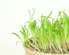 Microgreens sada - Špenát setý 4g
