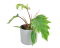Philodendron 'Mayoi' Ø15cm