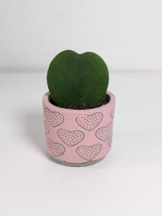 Hoya Kerrii - srdíčkový květináč - růžový