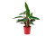 Stromanthe 'Stripestar' Ø12cm