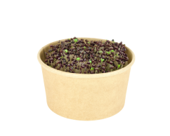 Microgreens sada - Bazalka Purple opaal 2g