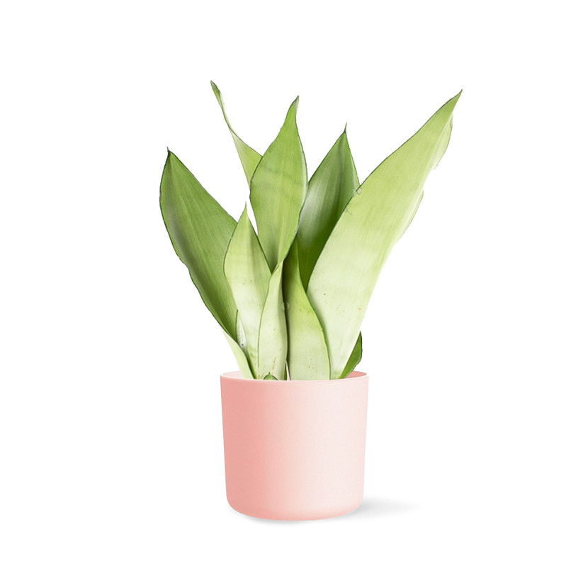 Sansevieria Moonshine