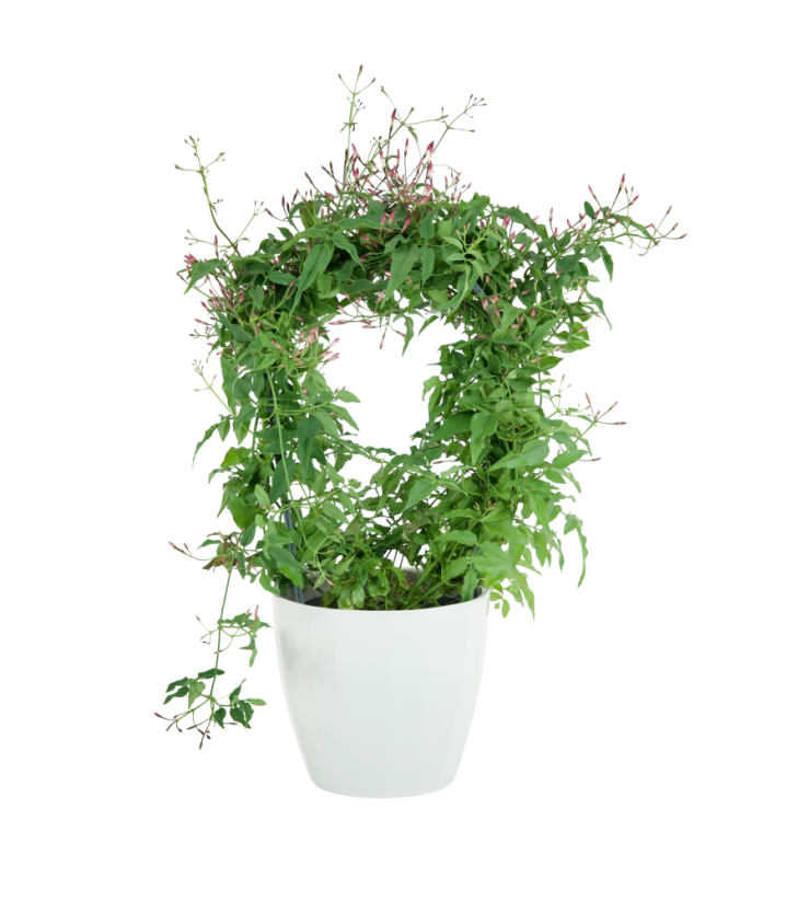 Jasminum Polyanthum Ø12cm