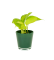 Philodendron 'Lime' Ø6cm