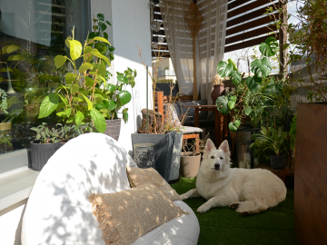 Zelená oáza na balkoně: Vytvořte si harmonickou atmosféru s pokojovkami