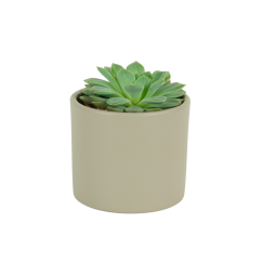 Echeveria pulidonis E.Walther Ø10,5cm