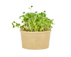 Microgreens sada - Ředkvička 5g