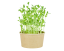 Microgreens sada - Hrách setý 15g