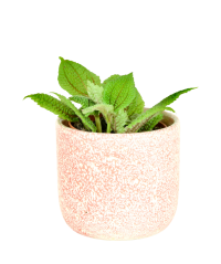 Pilea involucrata 'Moon Valley' Ø8cm