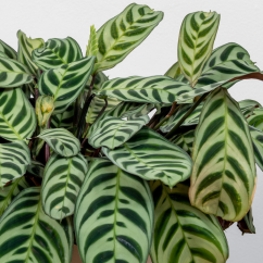 Calathea Burle-marxii