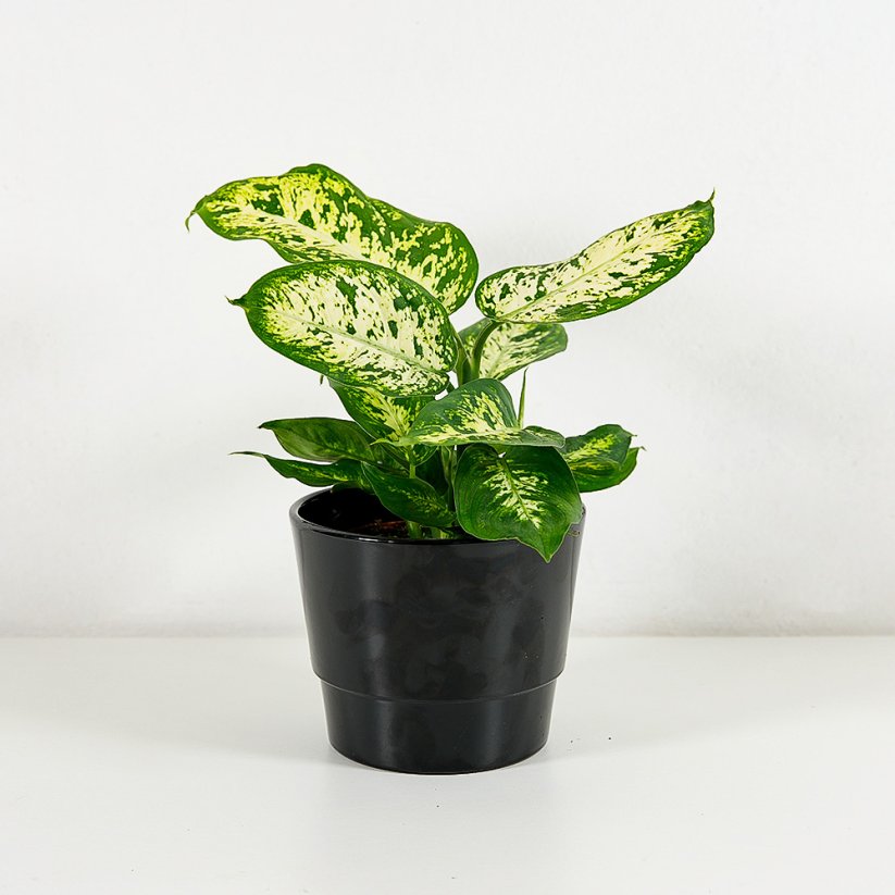 Dieffenbachia Compacta - Ø 12cm