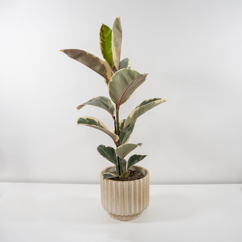 Ficus elastica "Tineke“ - Ø 17 cm