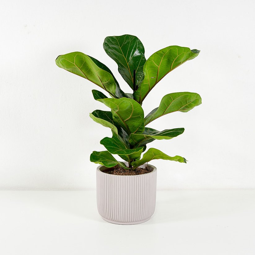 Ficus lyrata - Ø 21 cm