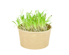Microgreens sada - Špenát setý 4g